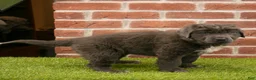 Newfoundland dogs for sale: Annie - Ad 4