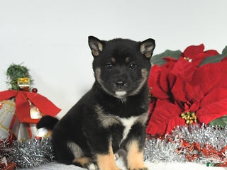 Shiba Inu dogs Ruby - Ad 24