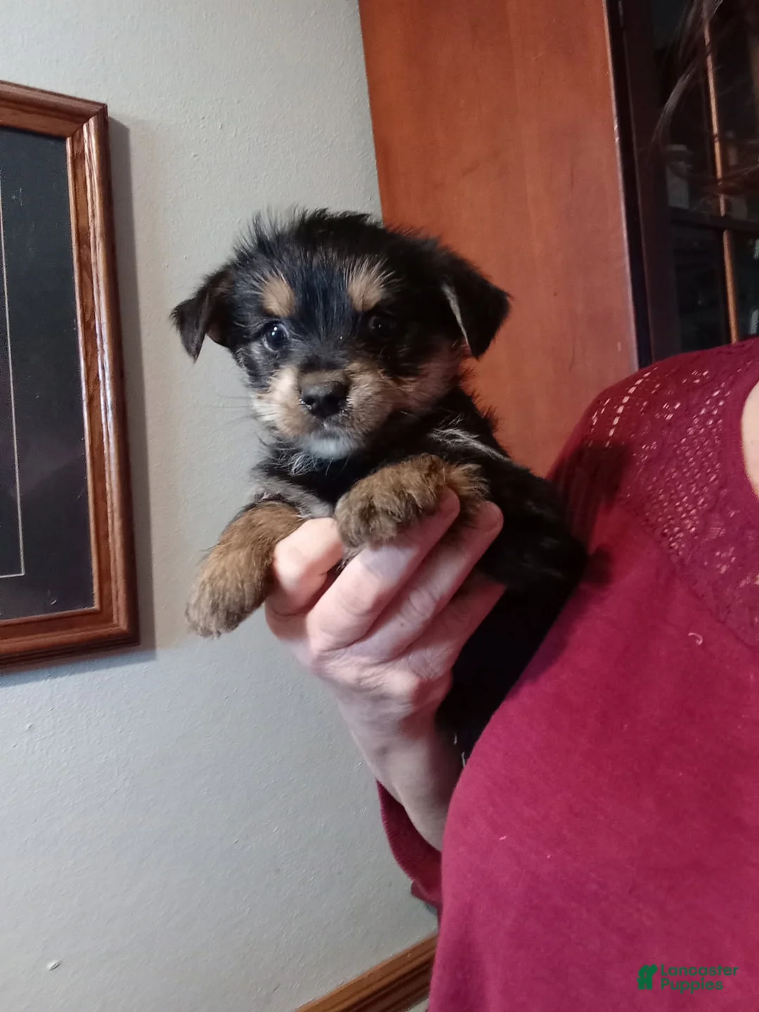 Dorkie dogs for sale: Petite Layla  - Ad 3