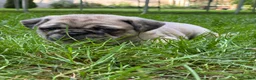 Pug dogs for sale: Addie - Ad 7