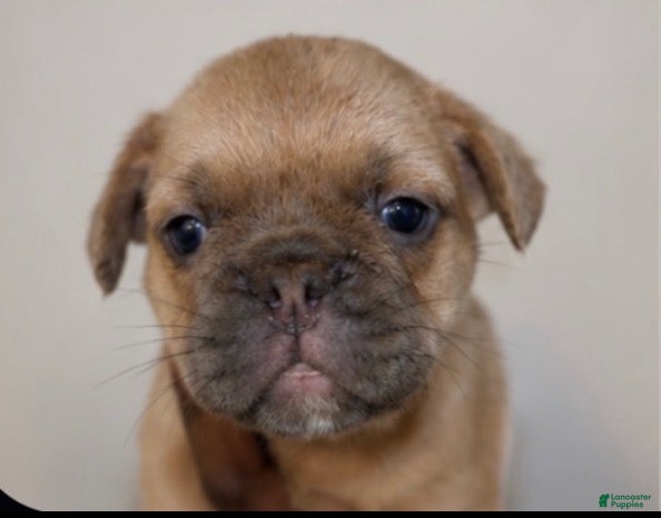 French Bulldog dogs Big boy - Ad 1