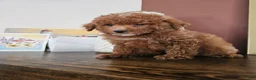Mini Goldendoodle dogs for sale: Gala - Ad 6