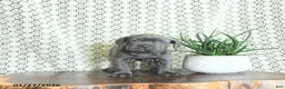 Cane Corso dogs for sale: Karma - Ad 4