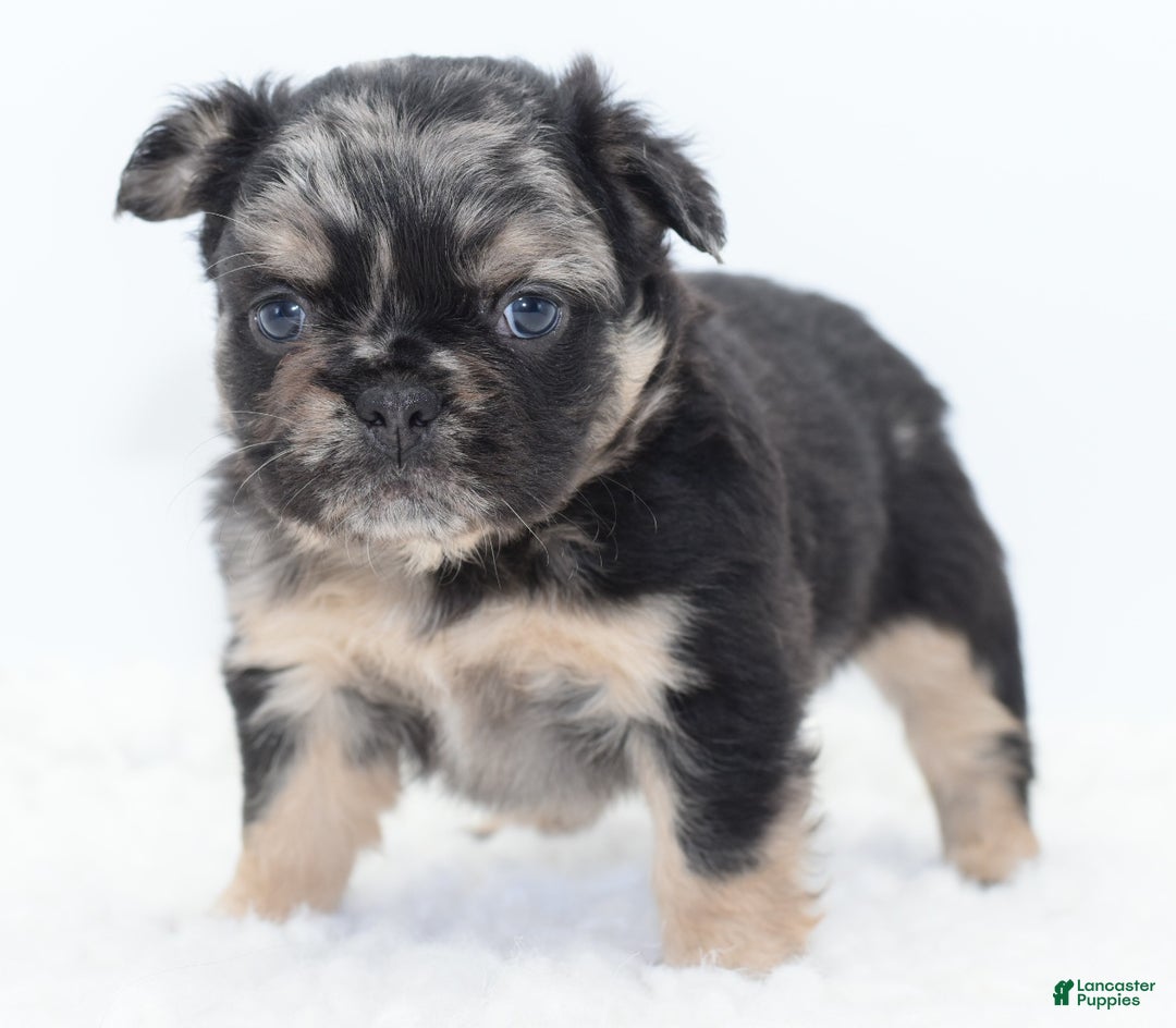 Mixed Breed dogs for sale: Chuck chocolate tri-color fluffy  - Ad 18