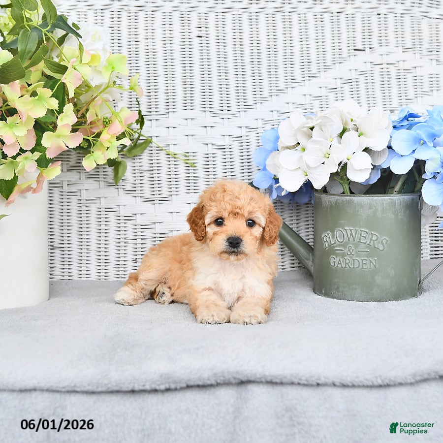 Mini Aussiedoodle dogs for sale: Shelly - Ad 4