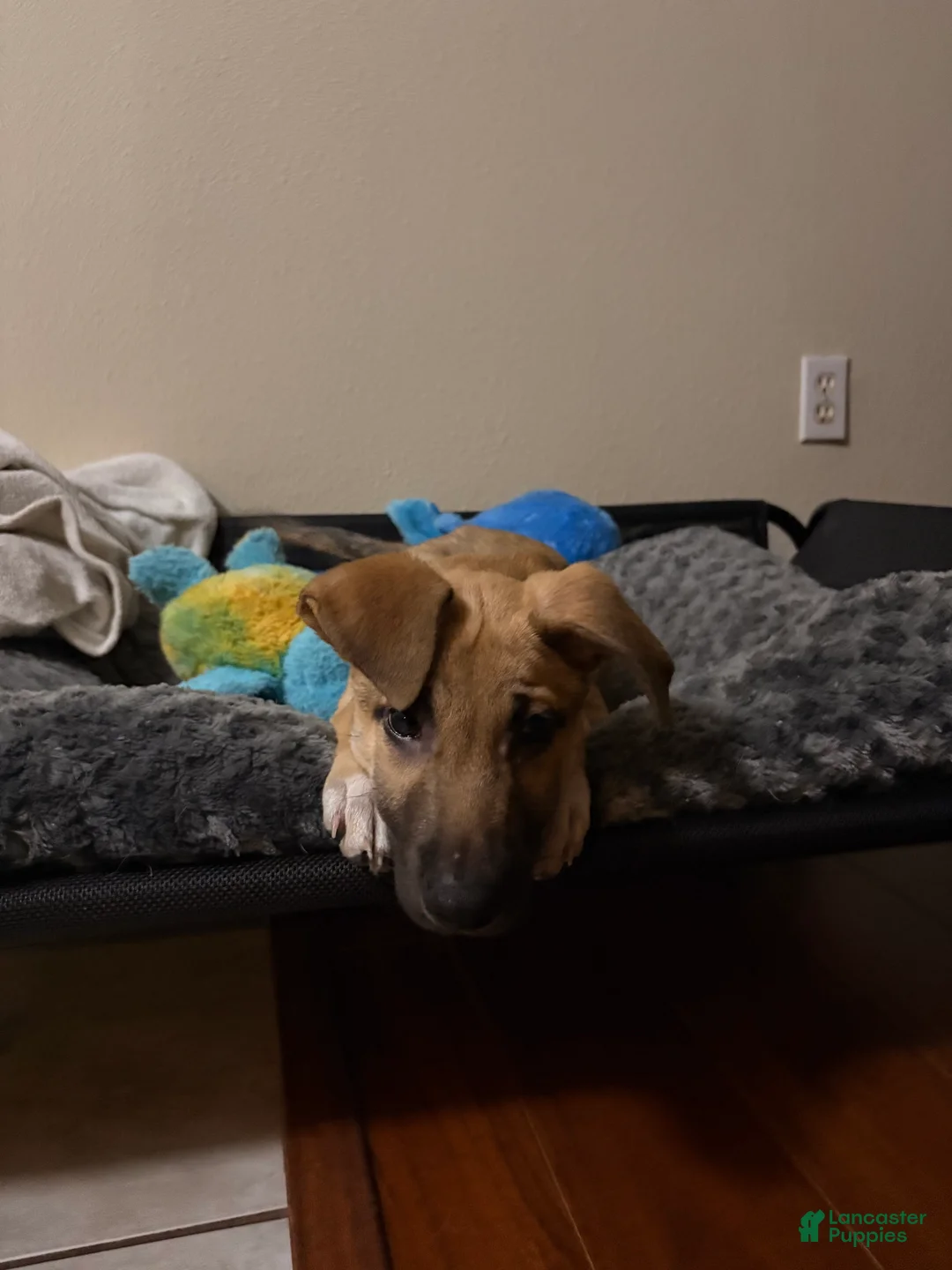 Mixed Breed dogs for sale: Pickle  - Ad 3