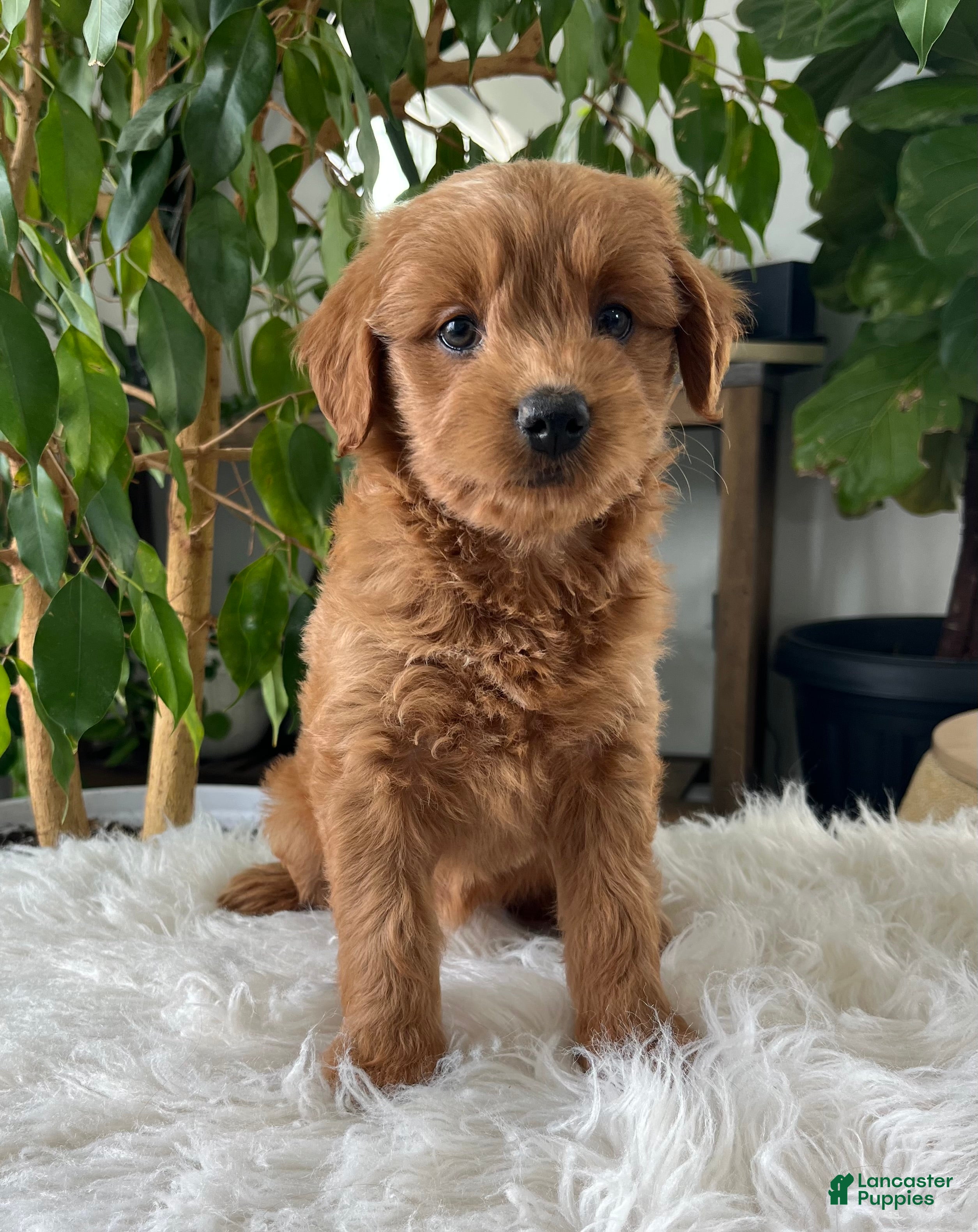 Mini Goldendoodle dogs Chloe  - Ad 1