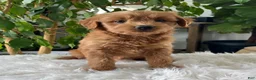 Mini Goldendoodle dogs for sale: Chloe  - Ad 1