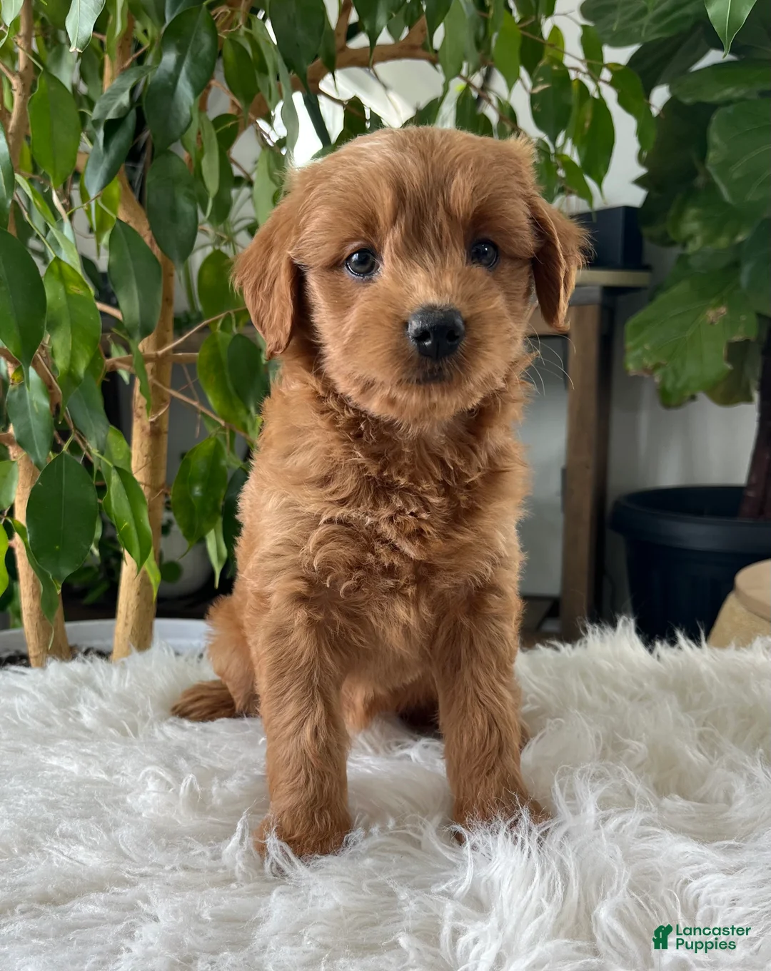 Mini Goldendoodle dogs for sale: Chloe  - Ad 1