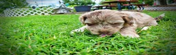 Havapoo dogs for sale: Star - Ad 6