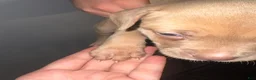 American Pit Bull Terrier dogs for sale: American Pit Bull Terrier Puppy 5 - Ad 2