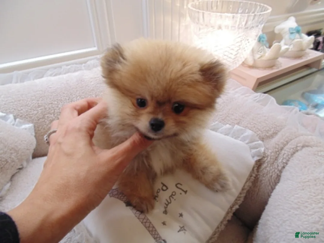 Pomeranian dogs for sale: Pomeranian Puppy 1 - Ad 1