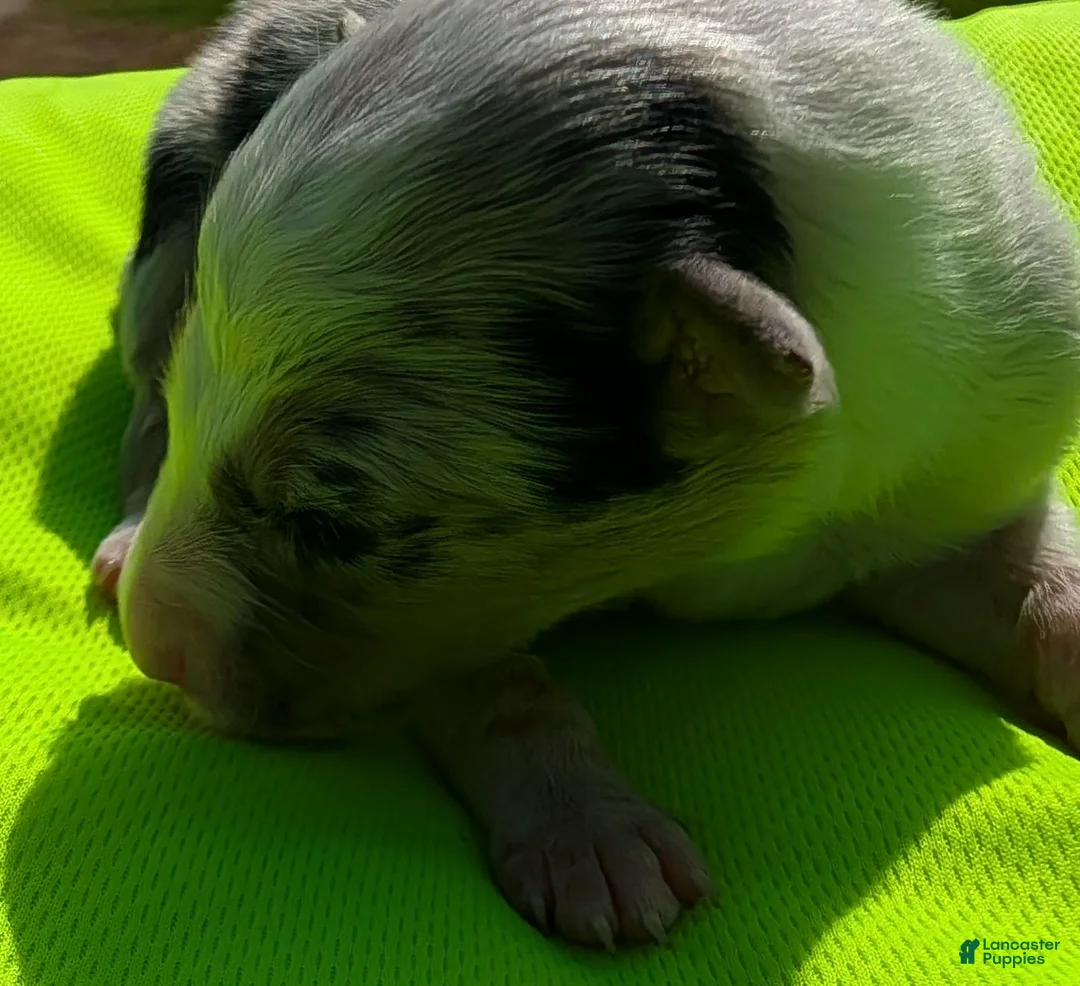 Border Collie dogs for sale: Puppy #4 - Ad 2