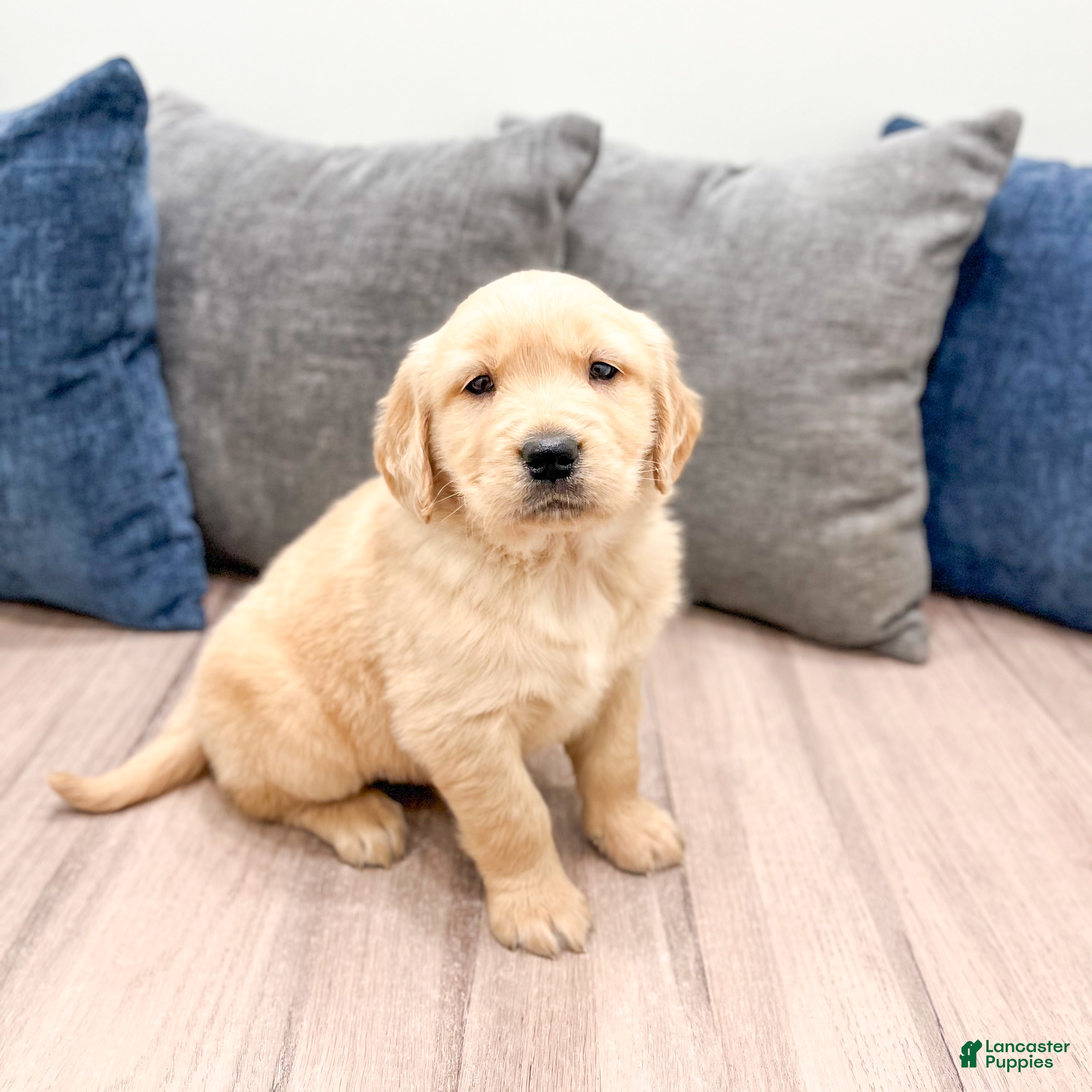 Golden Retriever dogs Dexter - Ad 1