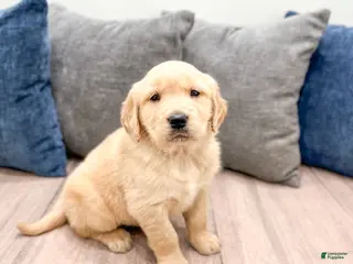 Golden Retriever dogs for sale: Dexter - Ad 4