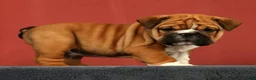 English Bulldog dogs for sale: Max - Ad 6