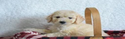 Goldendoodle dogs for sale: Goldendoodle Puppy 8 - Ad 26