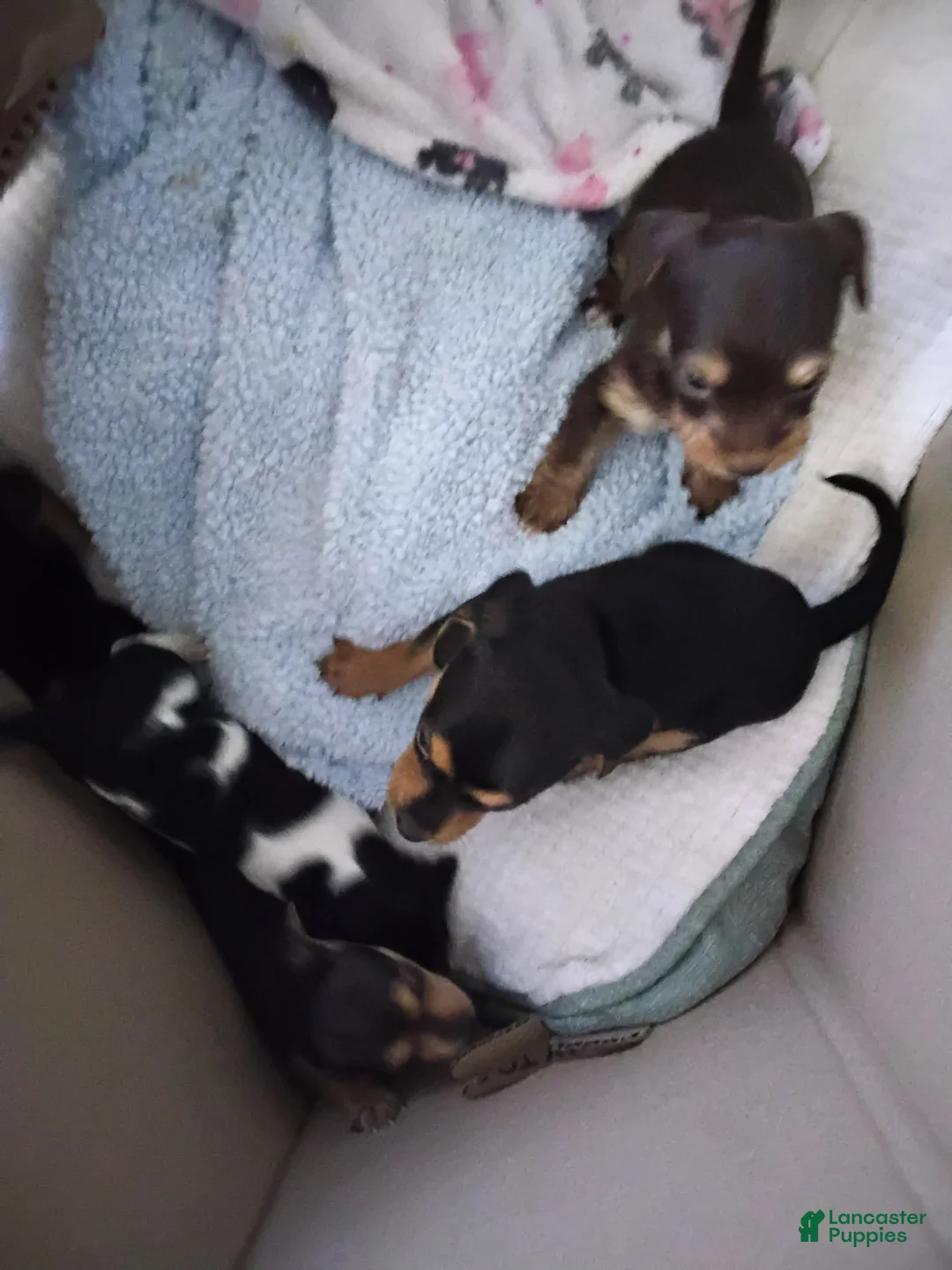 Mixed Breed dogs for sale: ChiChi - Ad 10