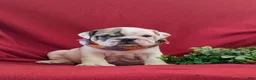 English Bulldog dogs for sale: Tanker - Ad 3