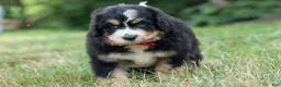 Bernedoodle dogs for sale:  Dylan 🐾 - Ad 7