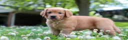 Golden Retriever dogs for sale: Willow - Ad 8