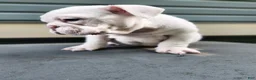 English Bulldog dogs for sale: Winter - Ad 3