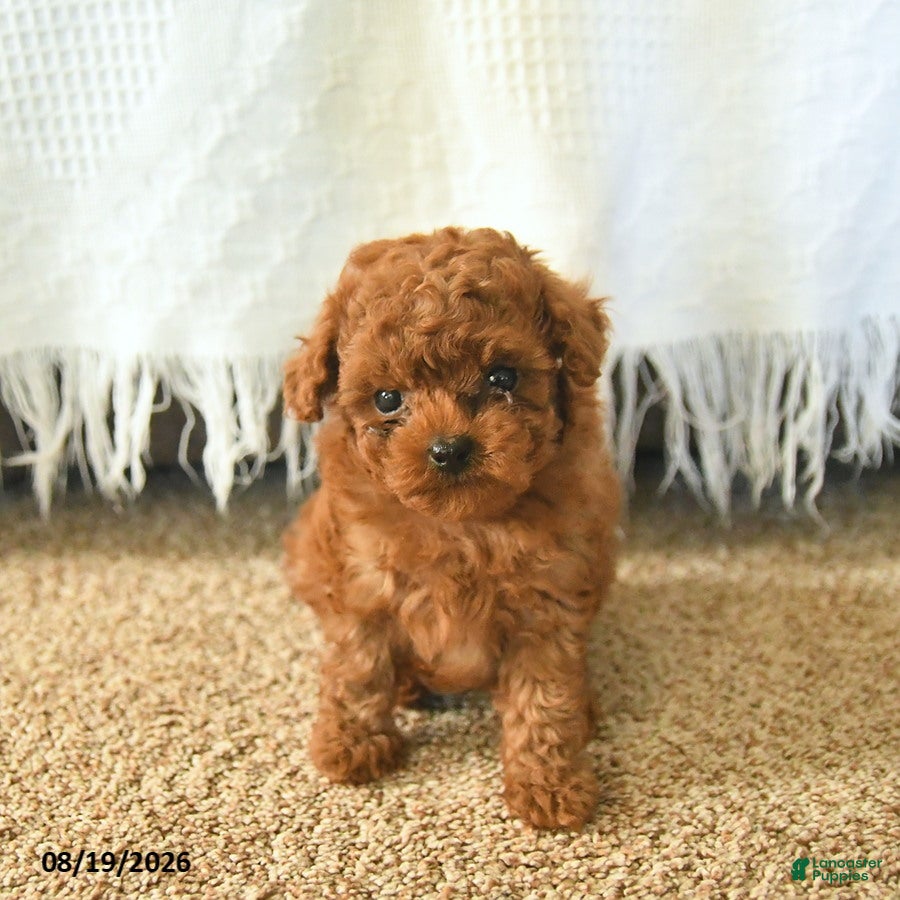 Toy Poodle dogs MyLee  - Ad 1