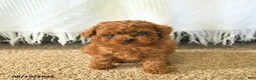 Toy Poodle dogs for sale: MyLee  - Ad 1