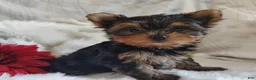 Yorkshire Terrier dogs for sale: Candy girl - Ad 10