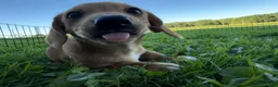 Mixed Breed dogs for sale: Classic Dorgi Female - Corgi & Dachshund Mix - Ad 3