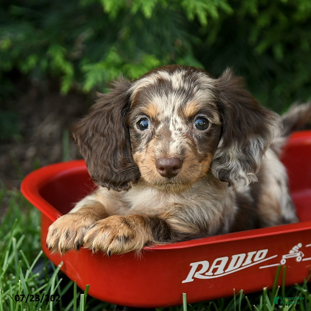 Miniature Dachshund dogs Irving - Ad 1