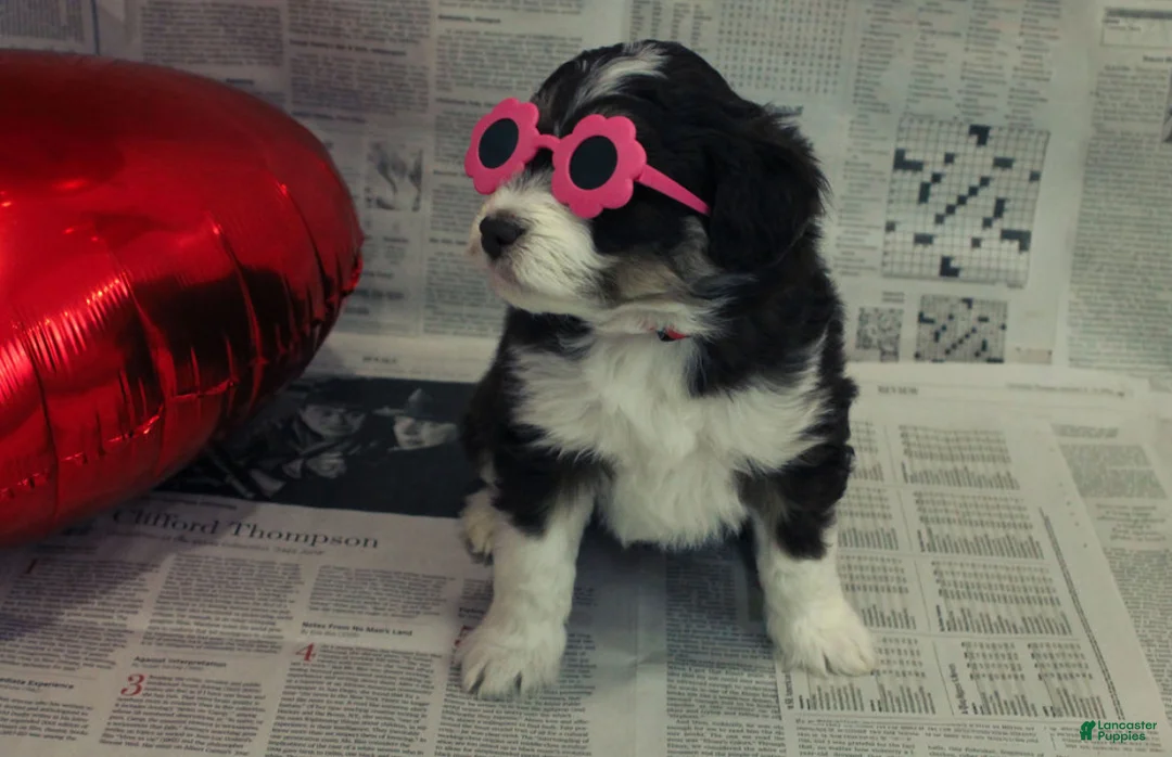 Mixed Breed dogs for sale: Aimée  - Ad 1