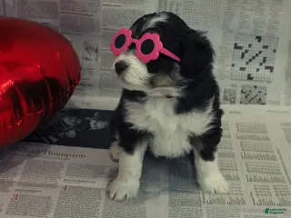 Mixed Breed dogs Aimée - Ad 9