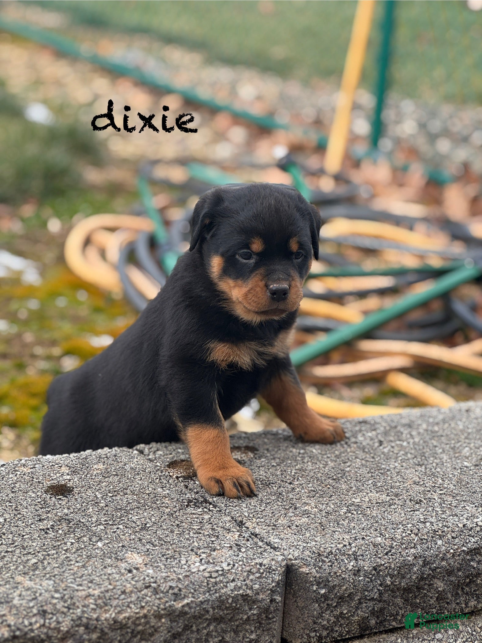 Rottweiler dogs Dixie (docked tail) - Ad 24