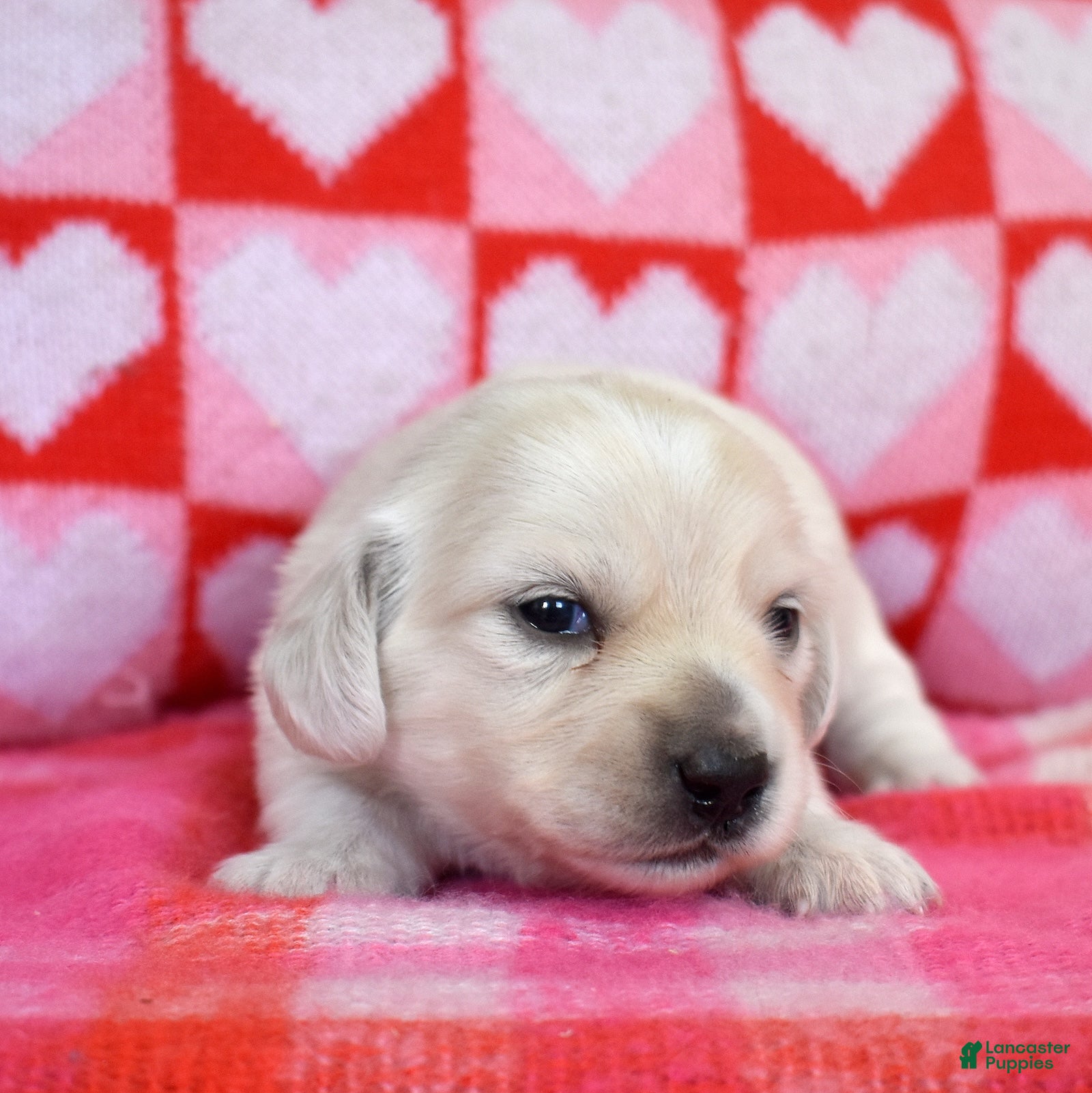 Miniature Dachshund dogs Sonny - Ad 2