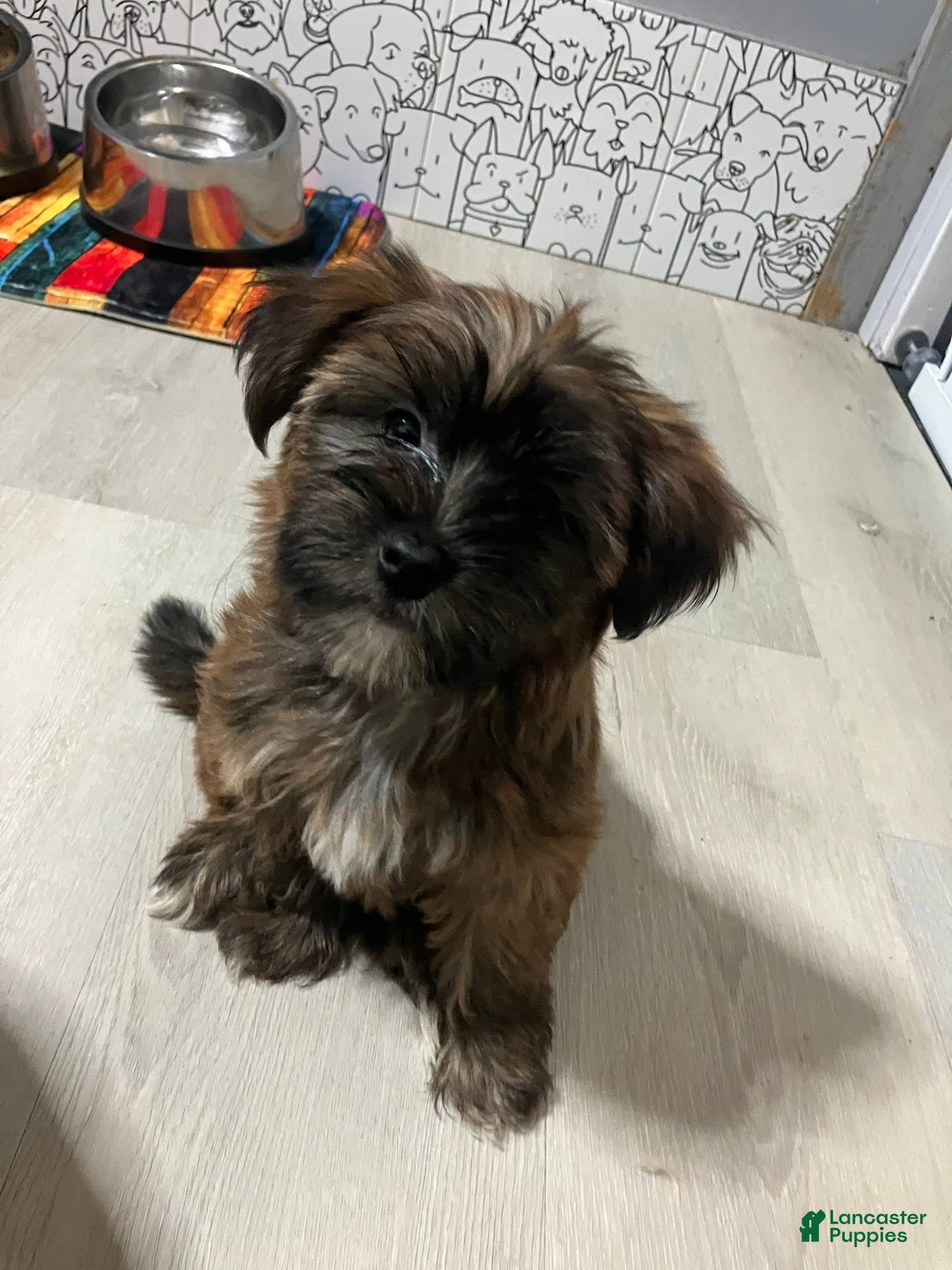 Shorkie dogs Shorkie 2 - Ad 36