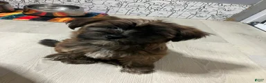 Shorkie 2