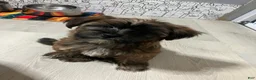 Shorkie dogs for sale: Shorkie 2 - Ad 1
