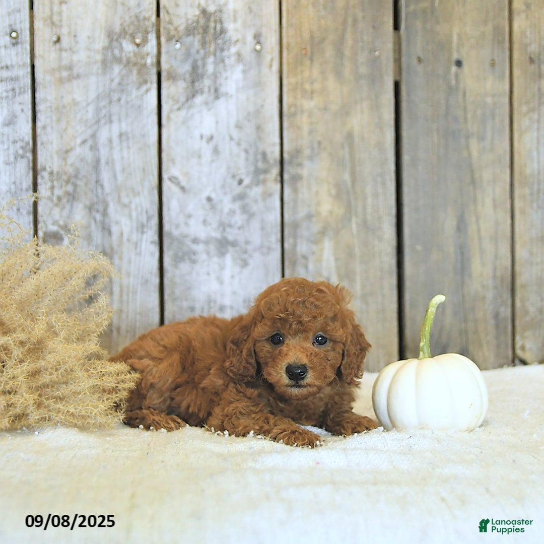 Toy Poodle dogs for sale: Robbi GENETIC TESTED - Ad 9