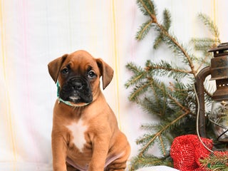 Boxer dogs Holly - Ad 31