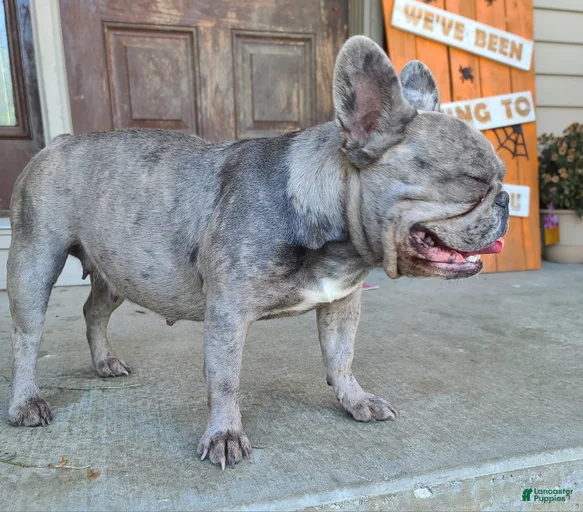 Gallery Image {{count}}