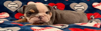 English Bulldog 2