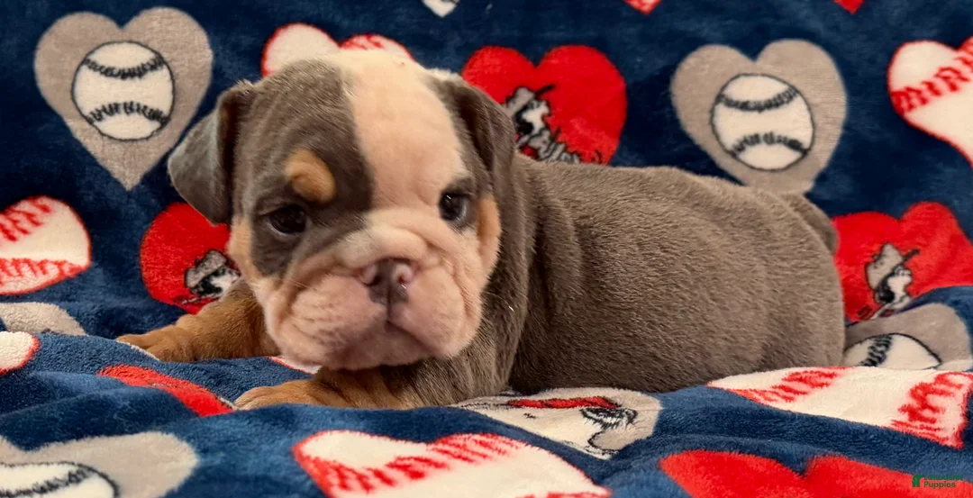English Bulldog dogs for sale: English Bulldog 2 - Ad 1