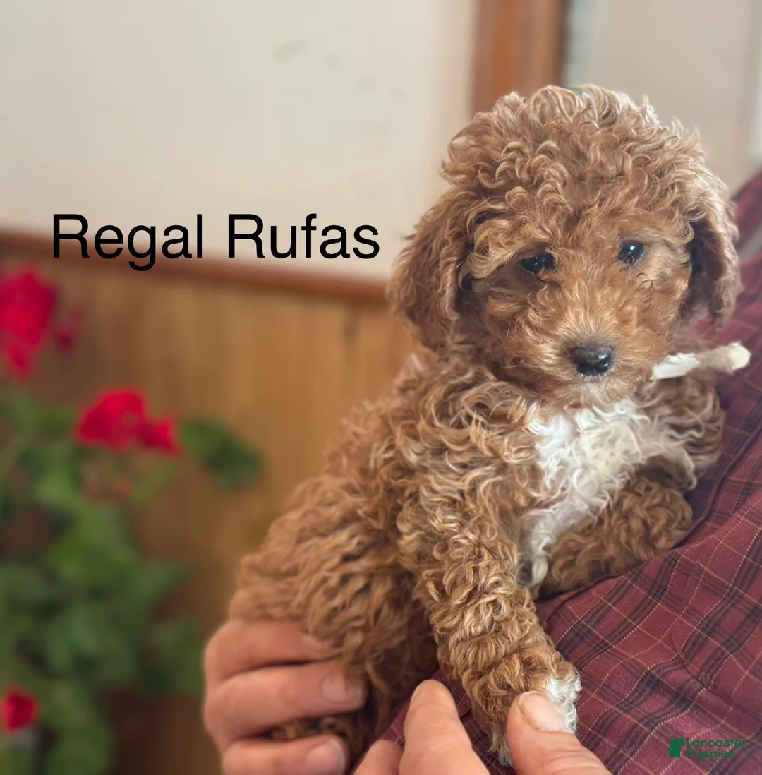 Miniature Poodle dogs for sale: Regal Rufas - Ad 9