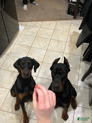 Gallery Image {{count}}