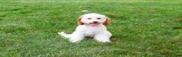 Cavapoo dogs for sale: Emerald - Ad 4