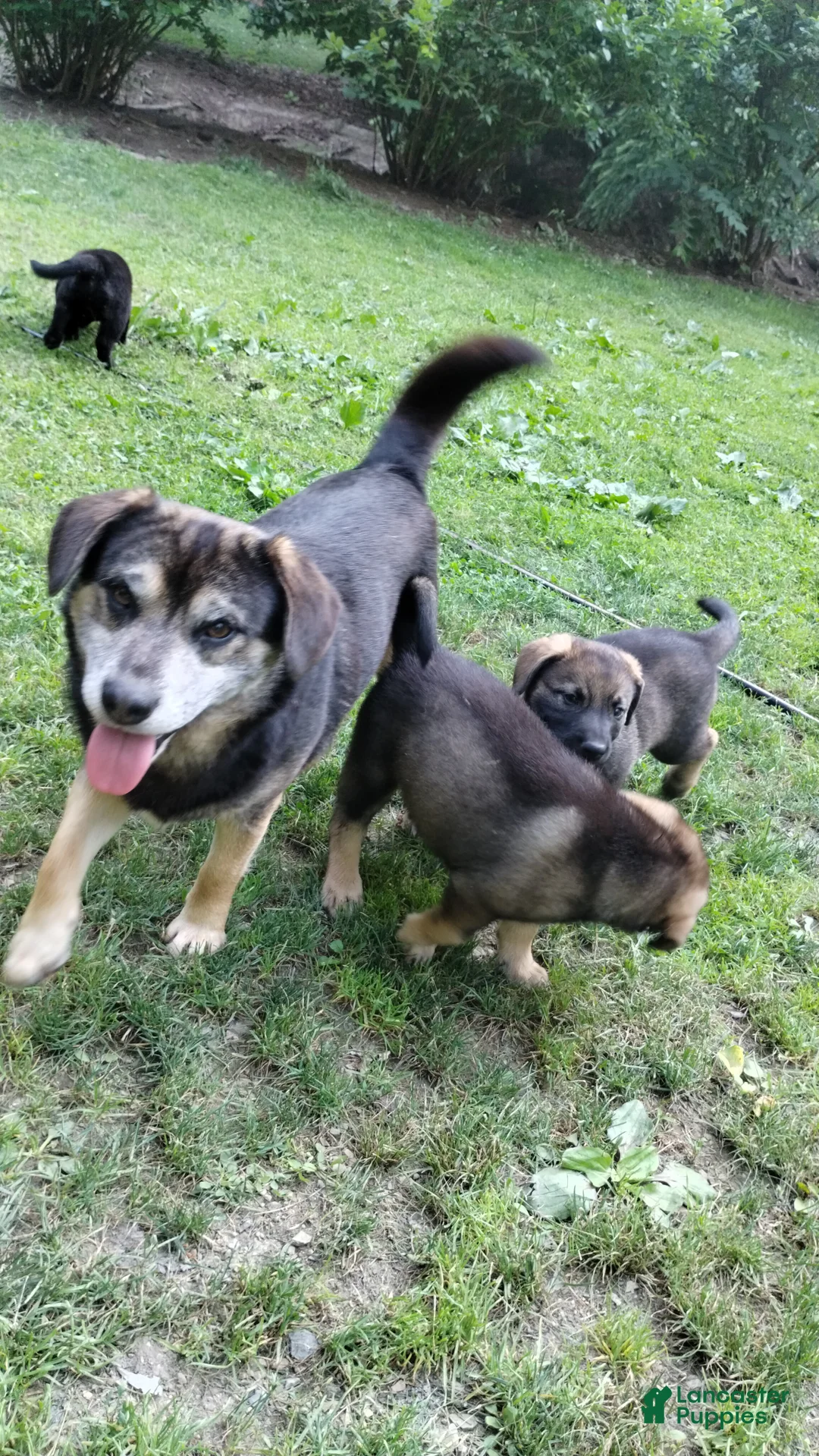 Mixed Breed dogs for sale: Riley - Ad 5