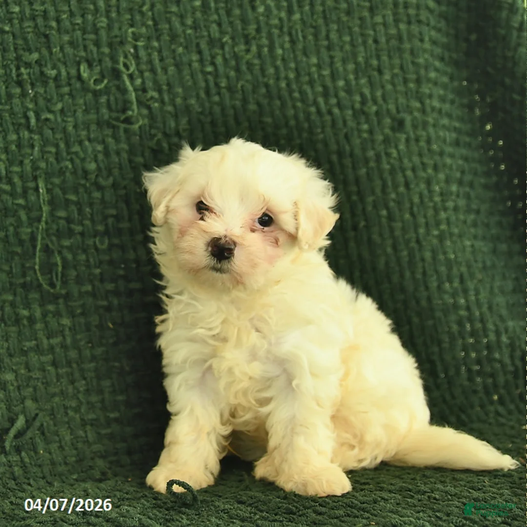 Maltipoo dogs for sale: Nellie  - Ad 1