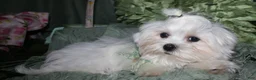 Maltese dogs for sale: Archie  - Ad 3