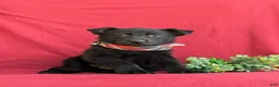German Shepherd dogs for sale: Maxwell - Ad 3